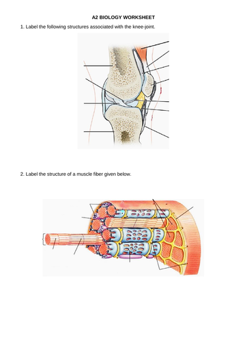 PRACTICE SHEET FOR JOINT, SKELETAL MUSCLE STRUCTURE, TYPES OF MUSCLE  FIBER AND CONTRACTION