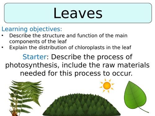 KS3 ~ Year 8 ~ Leaves