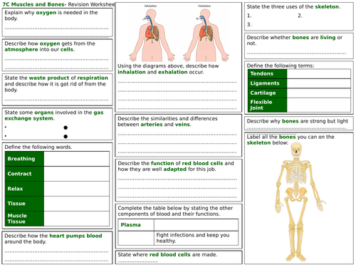 Exploring Science 7C Revision Worksheet- Muscles and Bones