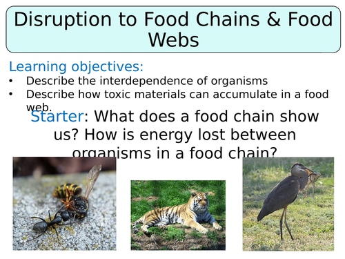 KS3 ~ Year 8 ~ Disruption to Food Chains & Webs Biology Diagrams