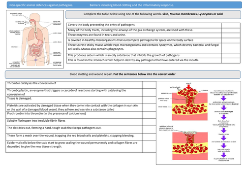 AS/A Level Non-specific and specific defences against pathogens