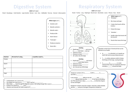 Breathing and Digestion Revision Summary Sheet