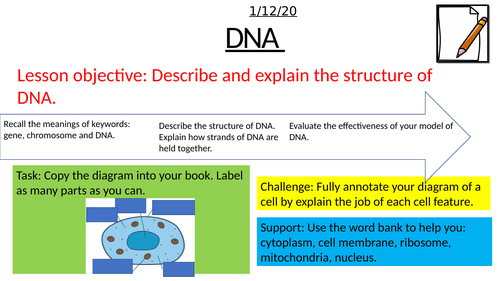 The Structure of DNA