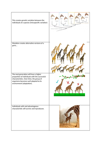 Card sort natural selection