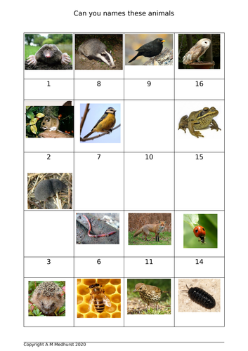 Animal identification Sheet | Teaching Resources