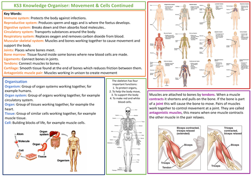 KS3 AQA Science Knowledge Organiser - Movement and Cells