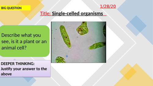 Single-celled-organisms-KS3
