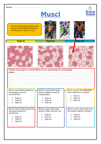 GCSE PE muscle fibre types worksheet