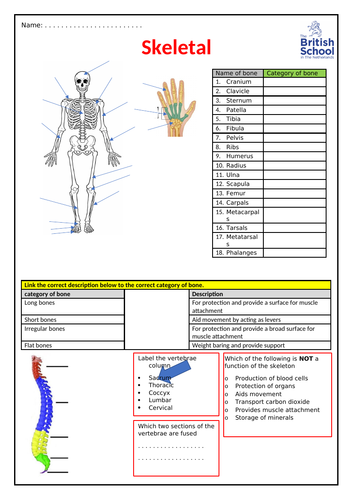 GCSE PE skeletal system