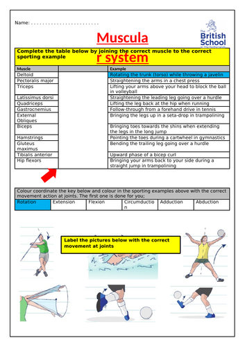 GCSE PE muscular system worksheet