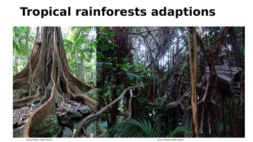 Adaptations in a tropical rainforests