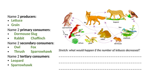 Predator Prey Cycles Worksheet & Resources | Teaching Resources