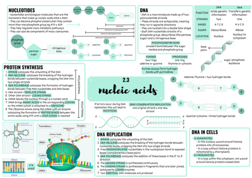 OCR ALEVEL BIOLOGY NUCLEIC ACIDS MINDMAP