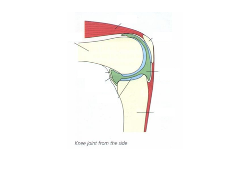 GCSE PE revision lesson on the Musculoskeletal system (AQA GCSE Specification)