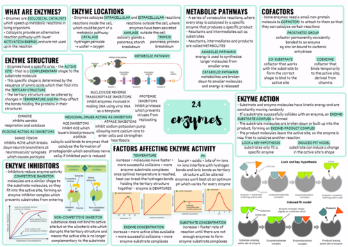 OCR A LEVEL BIOLOGY ENZYMES