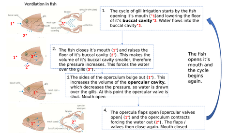 Ventilation /Gas Exchange in fish AS OCR 2015 flow diagram worksheet