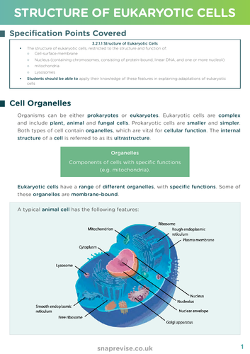 Structure Of Eukaryotic Cells Aqa A Level Biology Teaching Resources