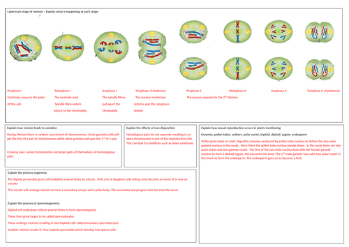 Edexcel Biology(B) A level Topic 2 Revision Mat