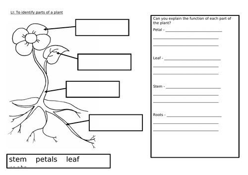 year 1 Plants