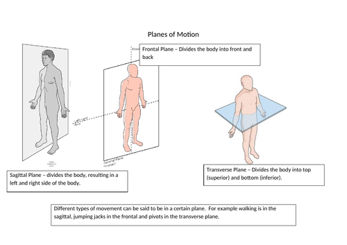 Planes and Axes of Motion