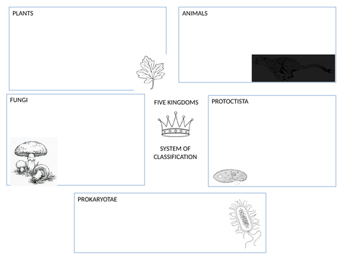 Five kingdoms summary activity