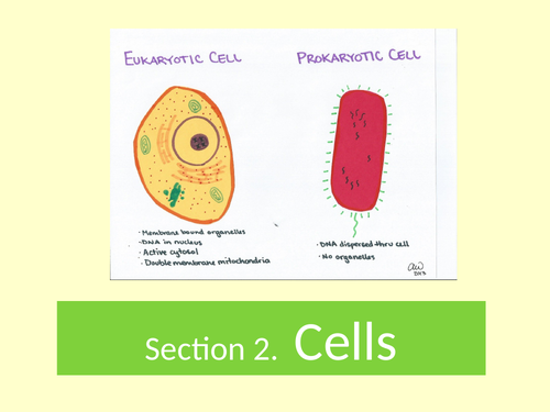 GCE.  AQA. Biology. Cells. Eukaryotic cell structure