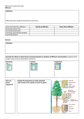 Revision workbook for Movement in and out of cells  - Cambridge IGCSE Biology 0610