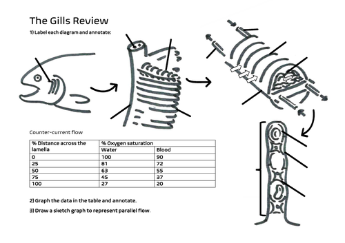 Gills Review AS Worksheet