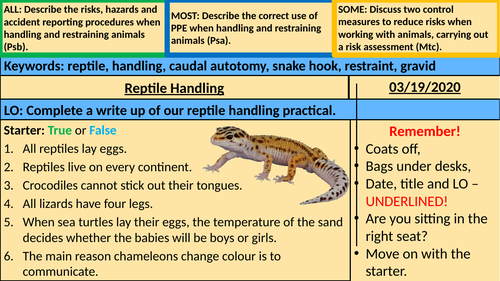 Reptile Handling Write Up - Animal Care BTEC