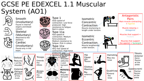 GCSE PE Edexcel Component 1 Body system knowledge organisers