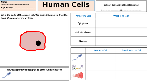 Human Cells - Lesson & Worksheet (simple/entry level)