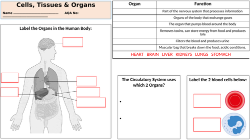 Cells, Tissues & Organs - Lesson & Worksheet (Entry Level/SEN)