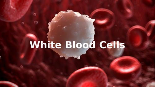 White Blood Cells - Lesson & Worksheet - SEN/KS4
