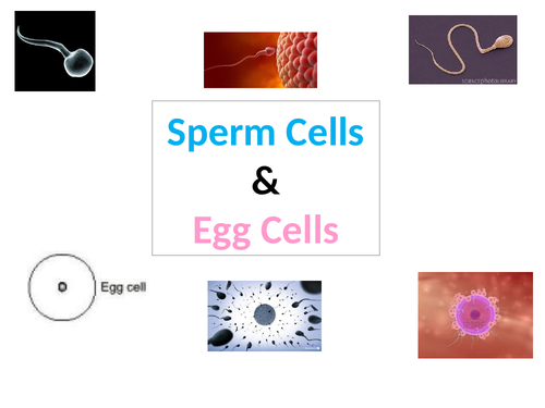 Sperm & Egg Cells - Introduction (SEN)