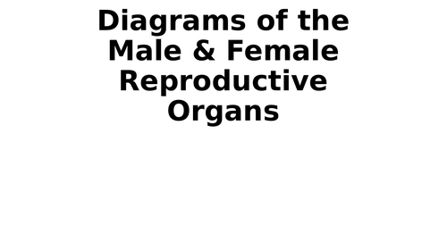 Male & Female Reproductive Organs - Simple Diagrams to Label