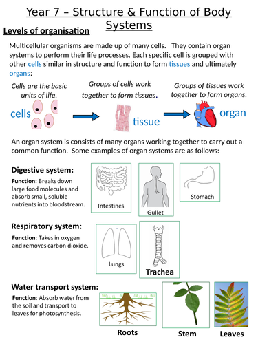 Home Learning Pack ~ KS3 ~ Year 7 ~ Structure & Function of Body Systems