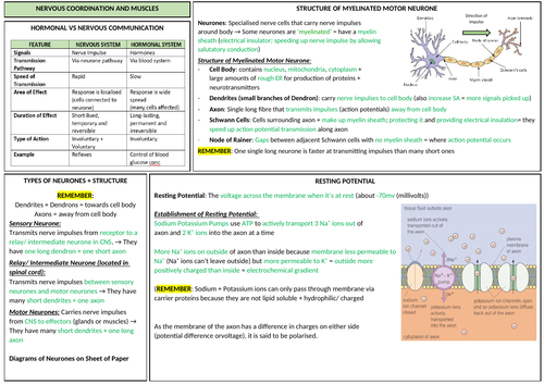 AQA A-LEVEL BIOLOGY - Nervous Coordination and Muscles Revision