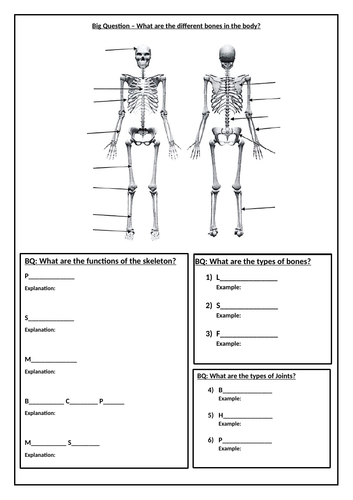 Skeletal System Worksheet | Teaching Resources