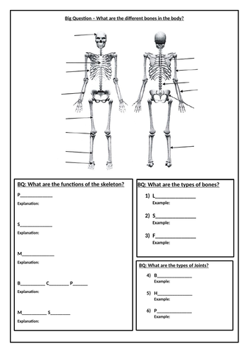 Skeletal System Worksheet