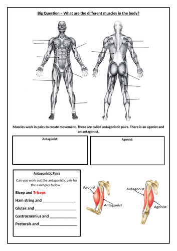 how muscles work in pairs