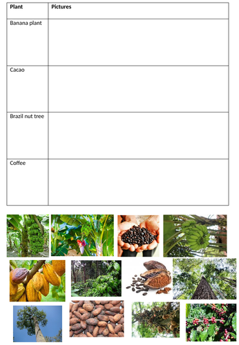 Plants of the rainforest sorting worksheet