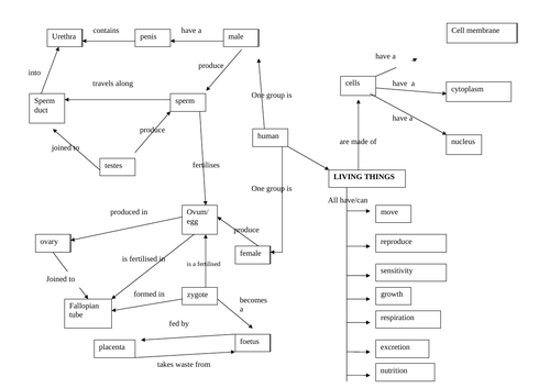 Living Things Mind Map Concept Map For Living Things | Teaching Resources