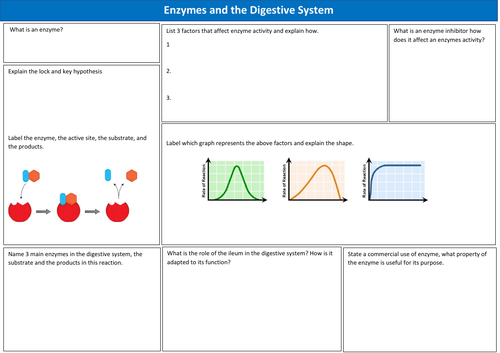 View Enzyme Reading Worksheet transparant - Reading