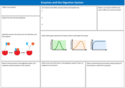 GCSE Biology Enzymes and Digestion Worksheet Revision