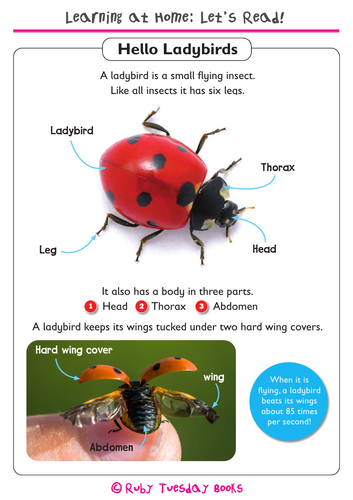 Ladybird Facts and Dominoes Game