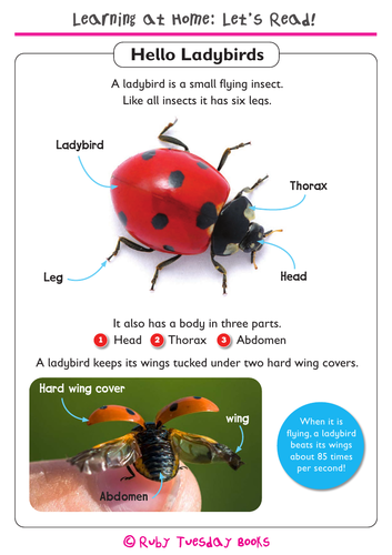 Ladybug facts and photos