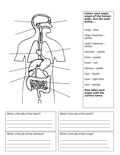 Human body organs