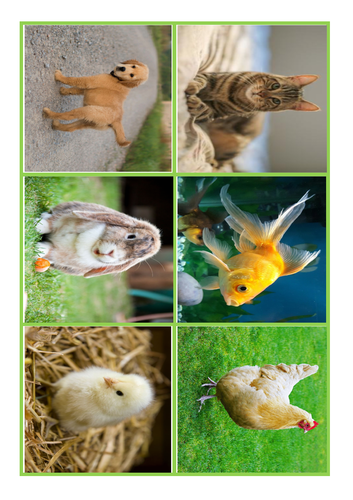 photo prompts of animals and writing frames | Teaching Resources