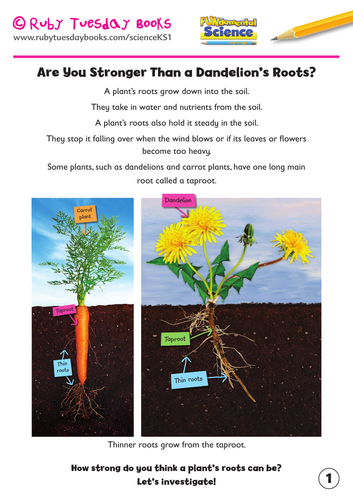 Dandelion seeds and roots investigation