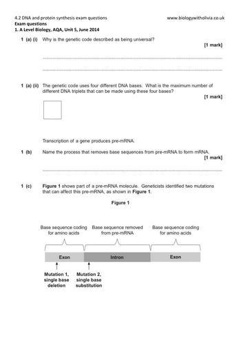 4 2 Dna And Protein Synthesis Transcription And Translation Exam Questions A Level Biology Aqa Teaching Resources